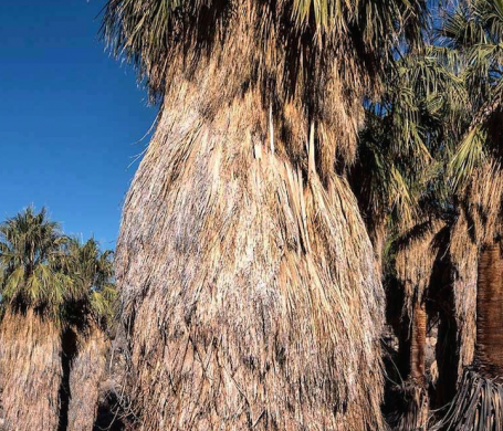 Become a Mid Century Design Nut in Palm Springs